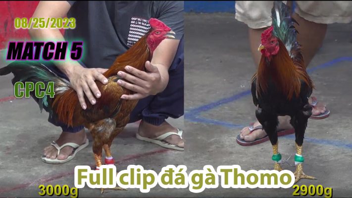 CPC4- TRẬN 5| đá gà Thomo | 08/25/2023