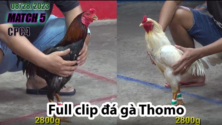 CPC4- TRẬN 5| đá gà Thomo | 08/28/2023