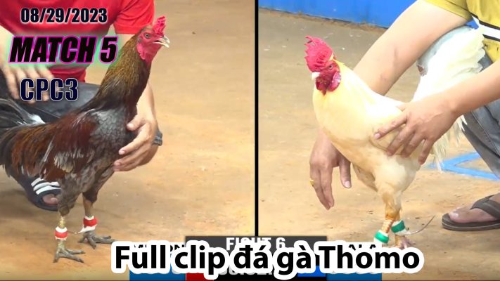 CPC3- TRẬN 5| đá gà Thomo | 08/29/2023