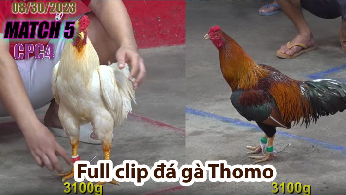 CPC4- TRẬN 5| đá gà Thomo | 08/30/2023