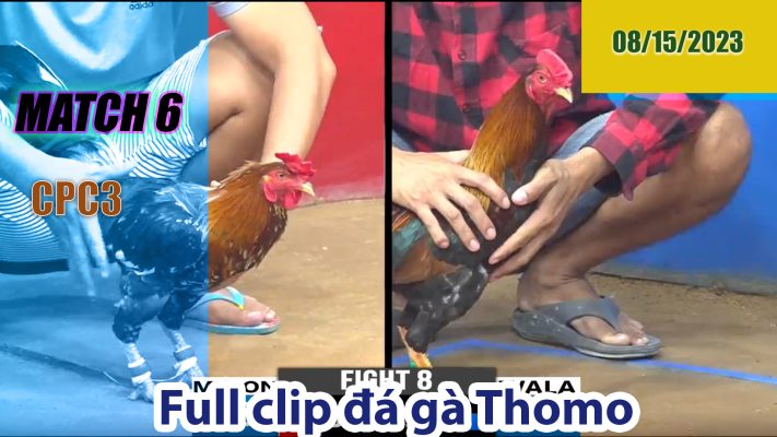 CPC3- TRẬN 6| đá gà Thomo | 08/15/2023