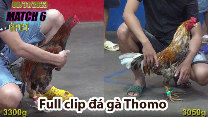 CPC4- TRẬN 6 | đá gà Thomo | 08/31/2023