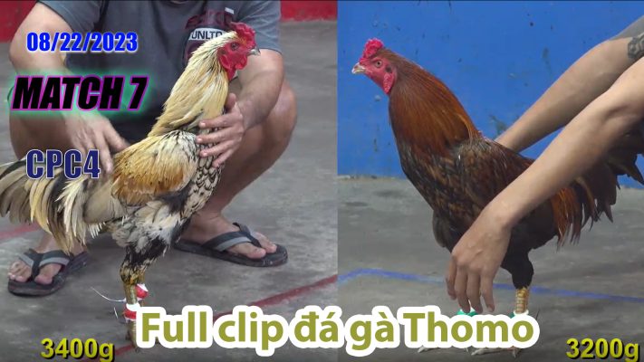 CPC4- TRẬN 7| đá gà Thomo | 08/22/2023