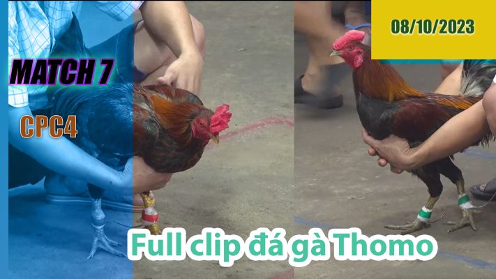 CPC4- TRẬN 7| đá gà Thomo | 08/10/2023