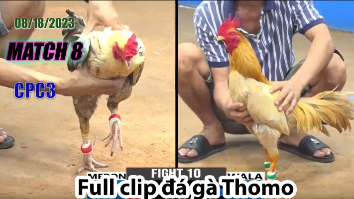 CPC3- TRẬN 8| đá gà Thomo | 08/18/2023