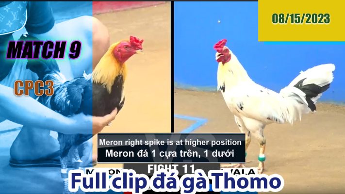 CPC3- TRẬN 9| đá gà Thomo | 08/15/2023