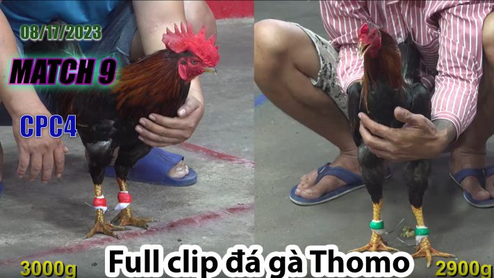 CPC4- TRẬN 9| đá gà Thomo | 08/17/2023