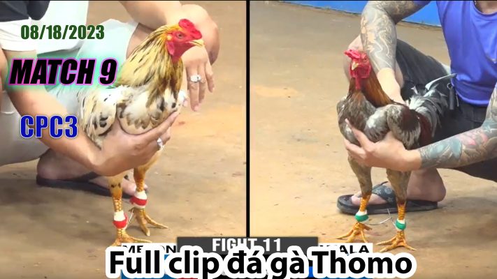 CPC3- TRẬN 9| đá gà Thomo | 08/18/2023