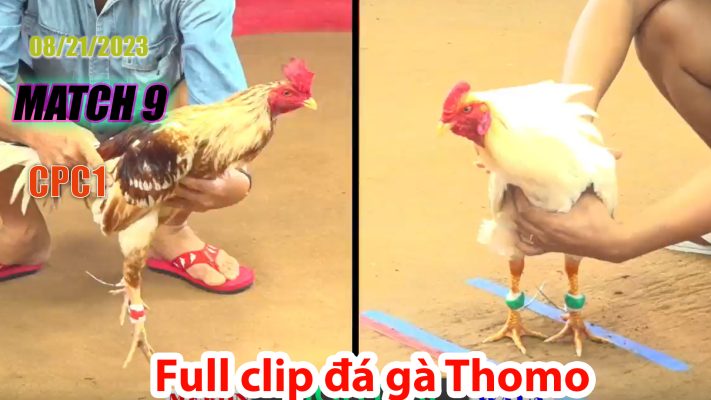 CPC1- TRẬN 9| đá gà Thomo | 08/21/2023