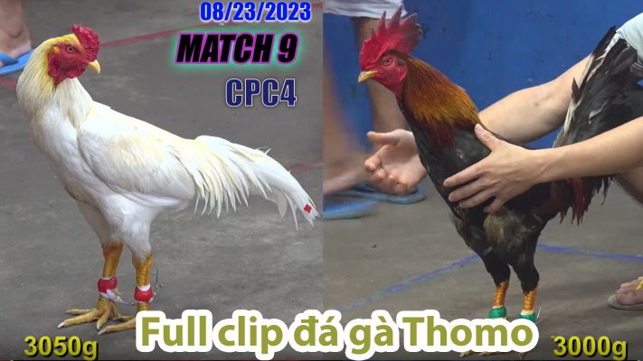 CPC4- TRẬN 9| đá gà Thomo | 08/23/2023