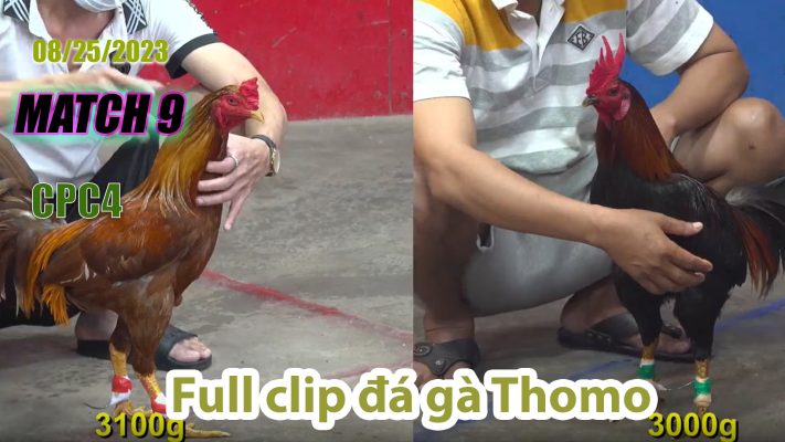 CPC4- TRẬN 9| đá gà Thomo | 08/25/2023