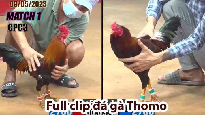 CPC3- TRẬN 1 | đá gà Thomo | 09/05/2023