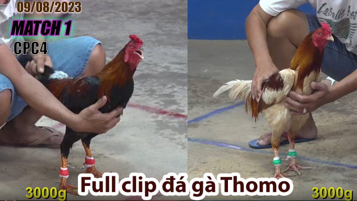 CPC4- TRẬN 1 | đá gà Thomo | 09/08/2023