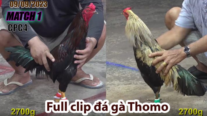 CPC4- TRẬN 1 | đá gà Thomo | 09/09/2023