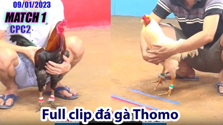 CPC2- TRẬN 1 | đá gà Thomo | 09/01/2023