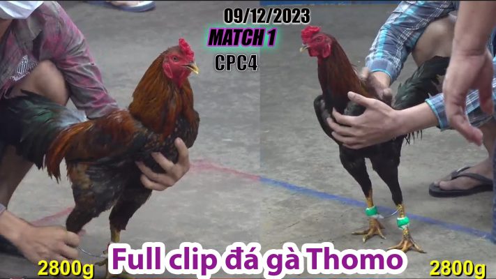 CPC4- TRẬN 1 | đá gà Thomo | 09/12/2023