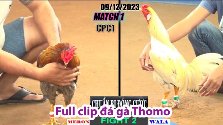 CPC1- TRẬN 1 | đá gà Thomo | 09/12/2023