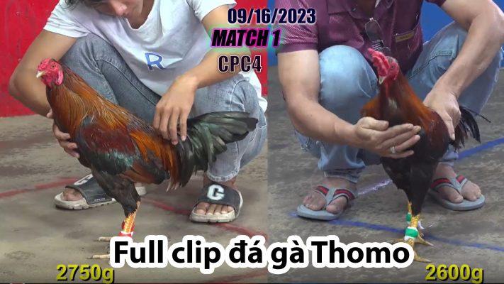 CPC4- TRẬN 1 | đá gà Thomo | 09/16/2023