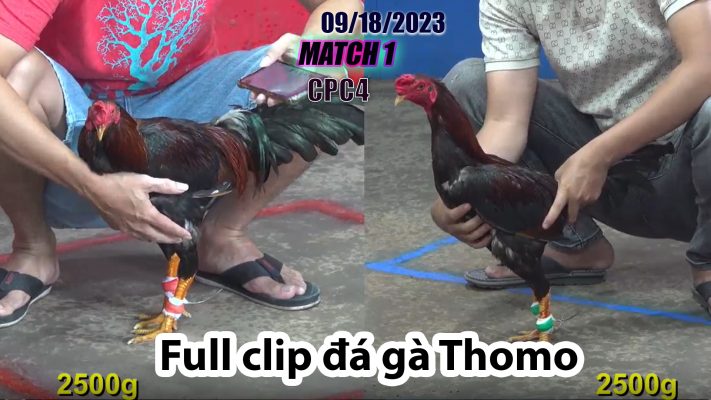 CPC4- TRẬN 1 | đá gà Thomo | 09/18/2023