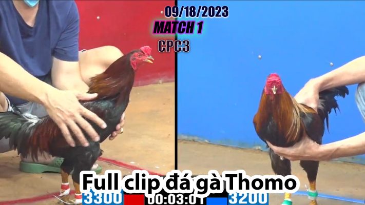 CPC3- TRẬN 1 | đá gà Thomo | 09/18/2023