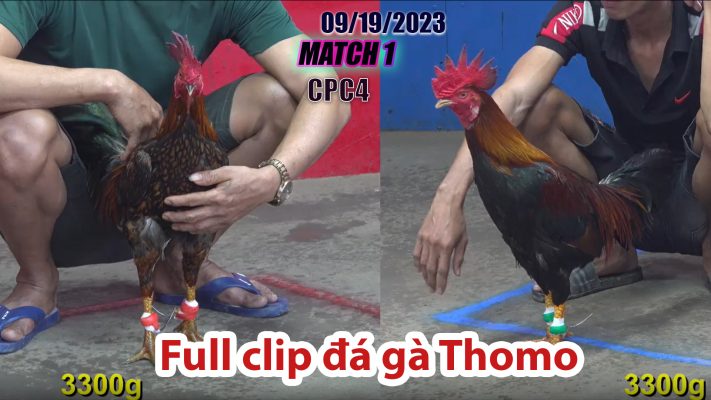 CPC4- TRẬN 1 | đá gà Thomo | 09/19/2023