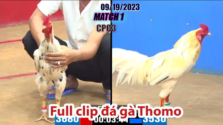 CPC3- TRẬN 1 | đá gà Thomo | 09/19/2023