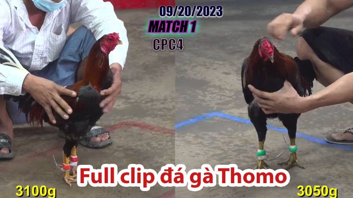 CPC4- TRẬN 1 | đá gà Thomo | 09/20/2023