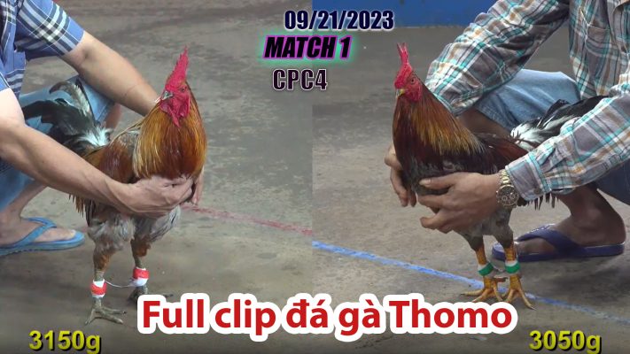 CPC4- TRẬN 1 | đá gà Thomo | 09/21/2023