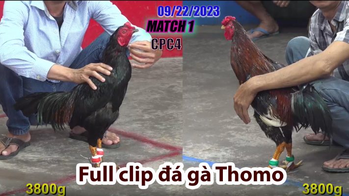 CPC4- TRẬN 1 | đá gà Thomo | 09/22/2023