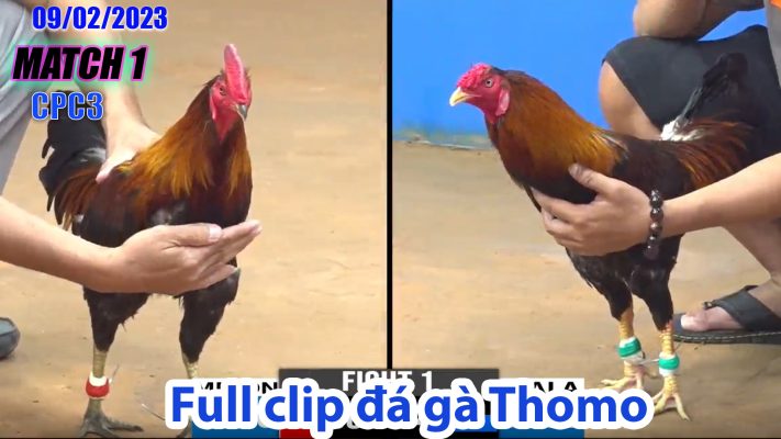 CPC3- TRẬN 1 | đá gà Thomo | 09/02/2023