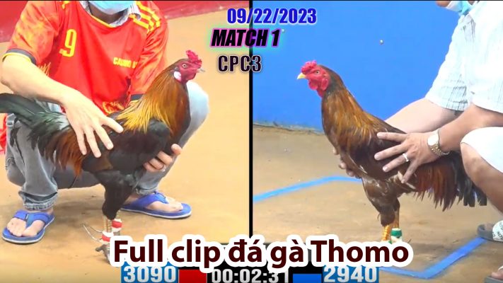 CPC3- TRẬN 1 | đá gà Thomo | 09/22/2023