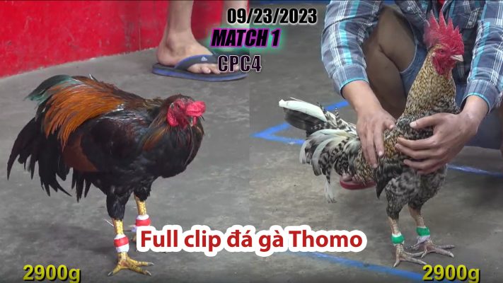 CPC4- TRẬN 1 | đá gà Thomo | 09/23/2023