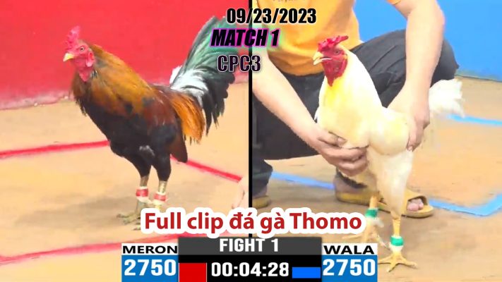 CPC3- TRẬN 1 | đá gà Thomo | 09/23/2023