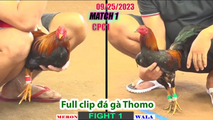 CPC1- TRẬN 1 | đá gà Thomo | 09/25/2023