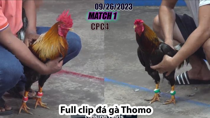 CPC4- TRẬN 1 | đá gà Thomo | 09/26/2023