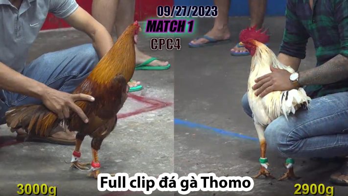 CPC4- TRẬN 1 | đá gà Thomo | 09/27/2023