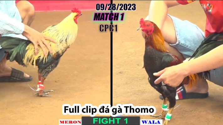 CPC1- TRẬN 1 | đá gà Thomo | 09/28/2023