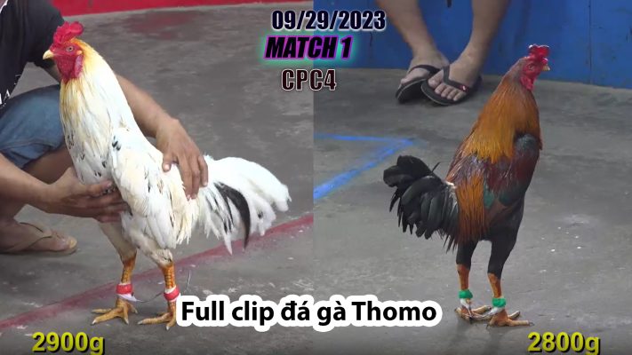 CPC4- TRẬN 1 | đá gà Thomo | 09/29/2023