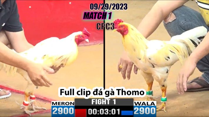 CPC3- TRẬN 1| đá gà Thomo | 09/29/2023