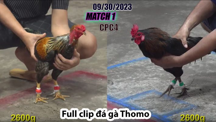 CPC4- TRẬN 1 | đá gà Thomo | 09/30/2023