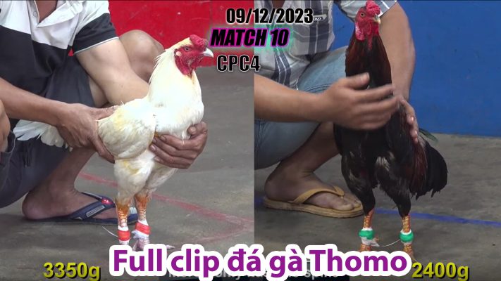 CPC4- TRẬN 10 | đá gà Thomo | 09/12/2023