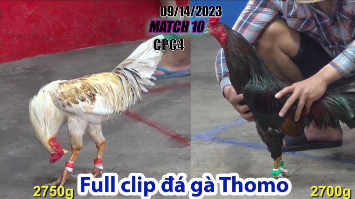 CPC4- TRẬN 10 | đá gà Thomo | 09/14/2023