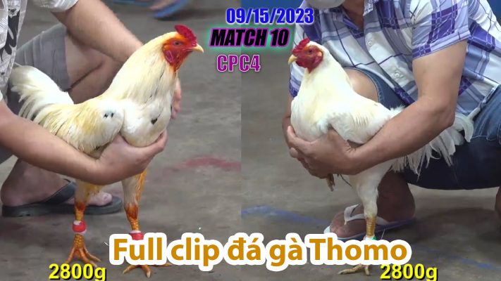 CPC4- TRẬN 10| đá gà Thomo | 09/15/2023