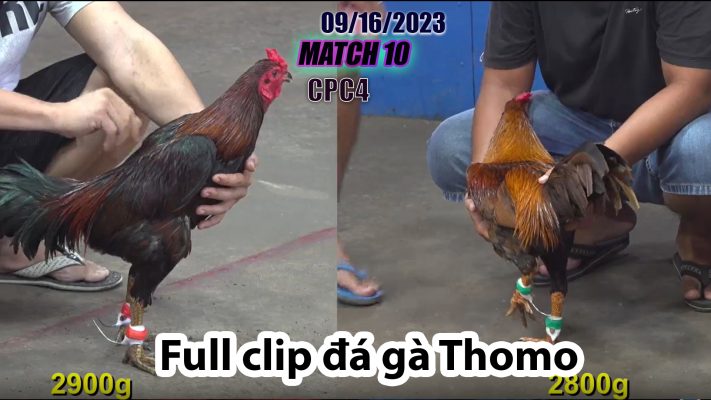 CPC4- TRẬN 10 | đá gà Thomo | 09/16/2023