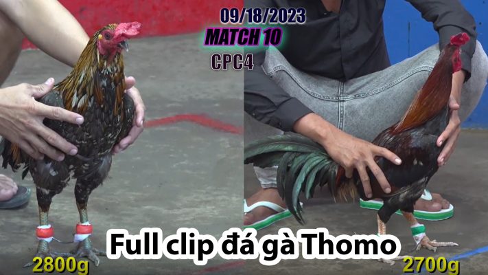 CPC4- TRẬN 10 | đá gà Thomo | 09/18/2023