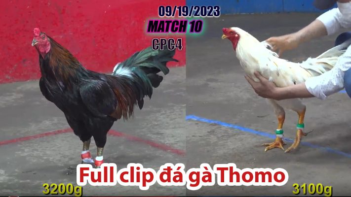 CPC4- TRẬN 10 | đá gà Thomo | 09/19/2023