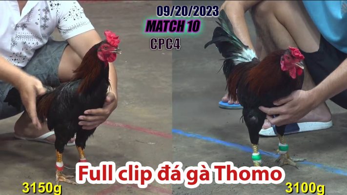 CPC4- TRẬN 10 | đá gà Thomo | 09/20/2023