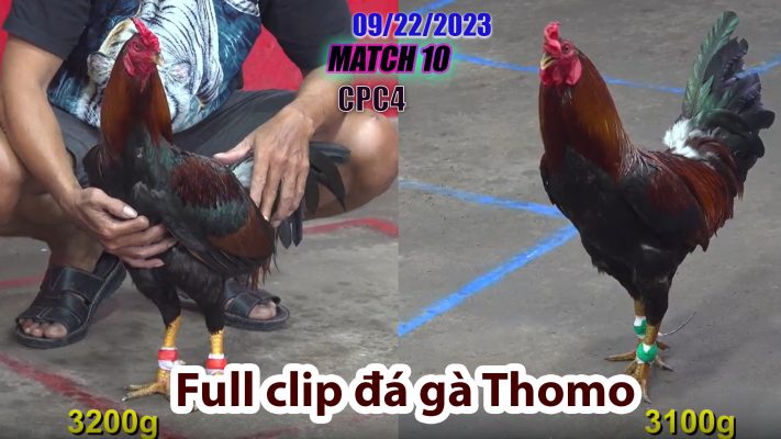 CPC4- TRẬN 10| đá gà Thomo | 09/22/2023