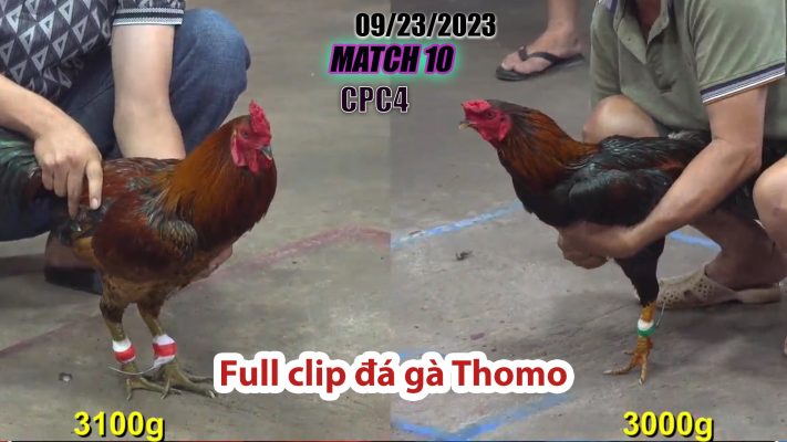 CPC4- TRẬN 10 | đá gà Thomo | 09/23/2023