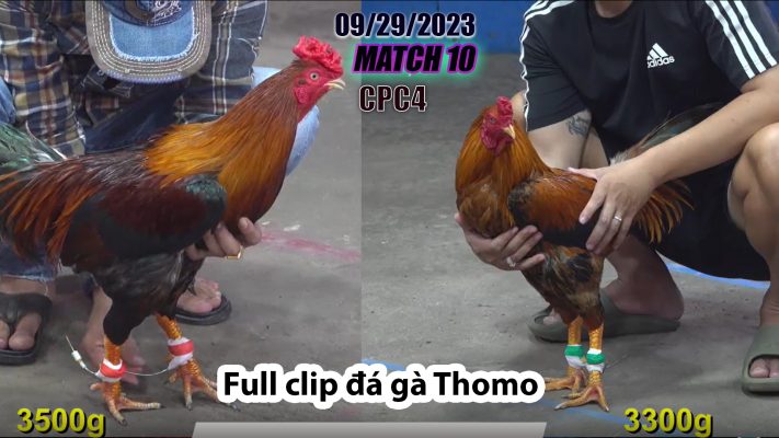 CPC4- TRẬN 10 | đá gà Thomo | 09/29/2023